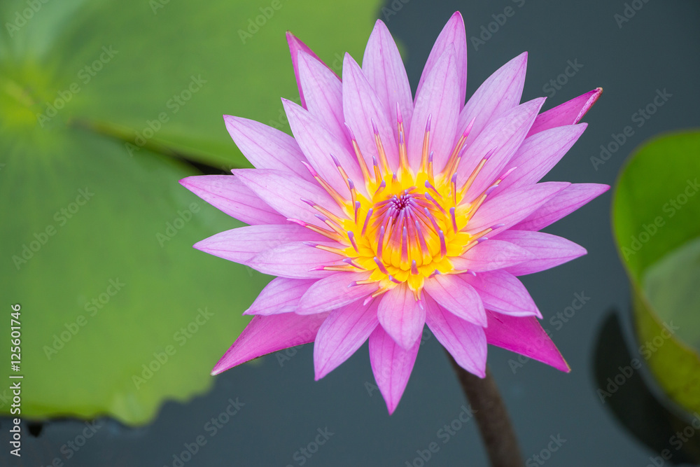 Light purple lotus or water lily blooming. Light purple lotus or water lily blooming.