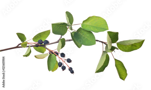 bunch of juneberry on white