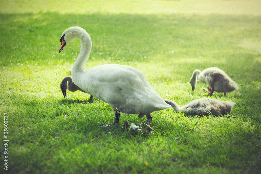 Mother and baby swans resting on a green meadow in a park Mother and baby swans resting on a green meadow in a park