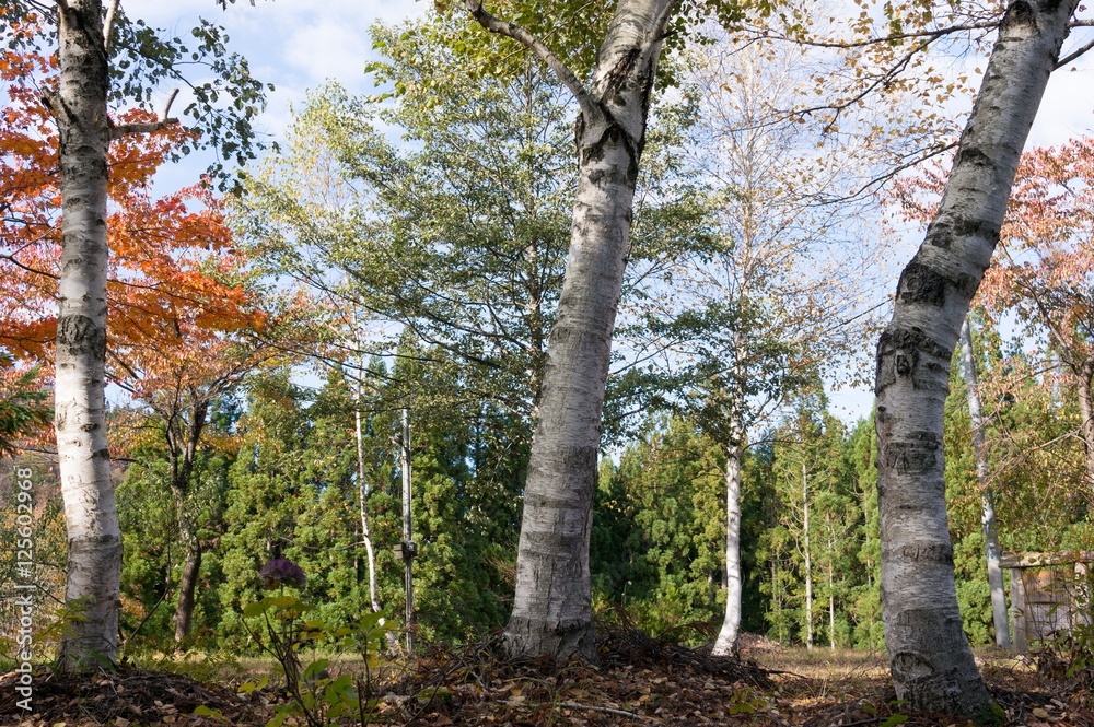 Fototapeta premium 秋山郷 