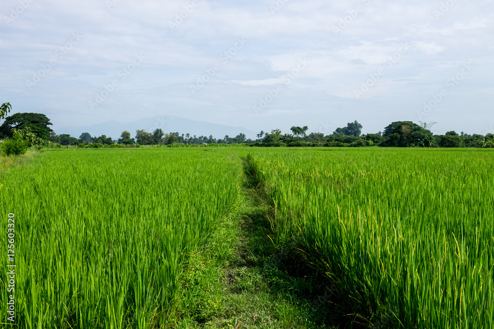 Fototapeta premium Thai agriculture