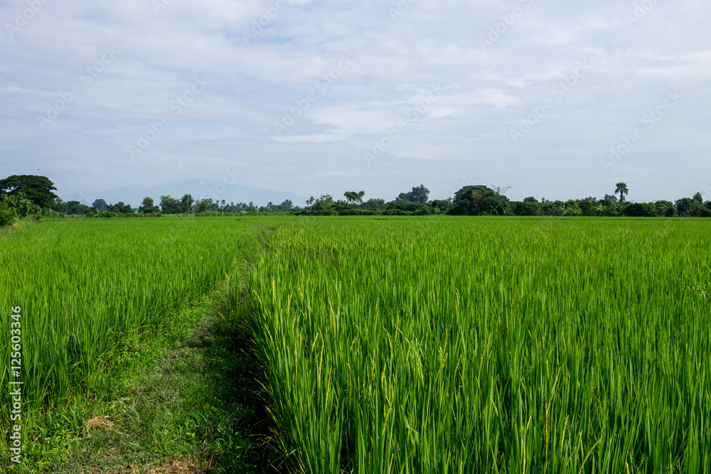 Thai agriculture