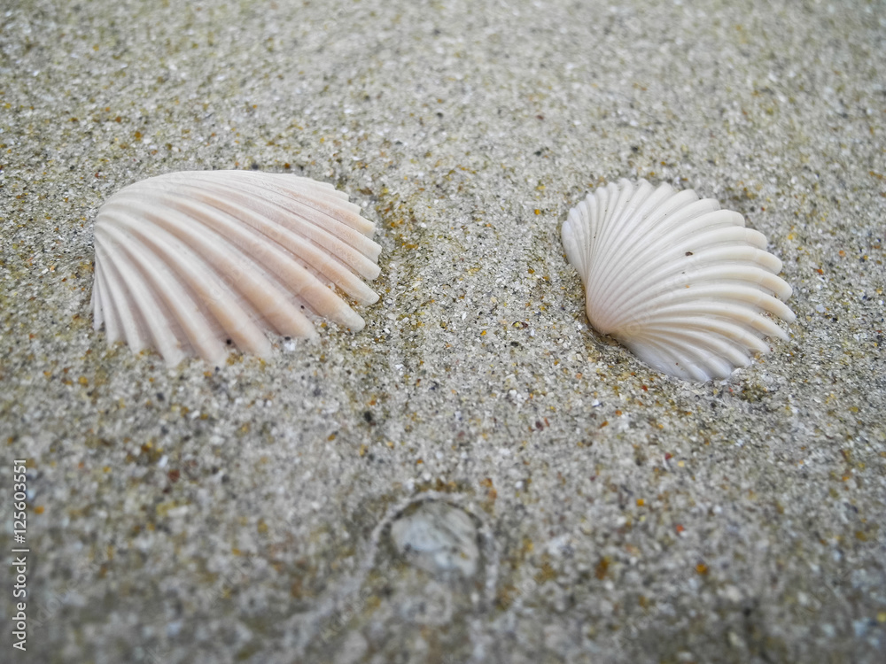 Two sea shells lie on the sand and washed by the water of the Gulf of Siam in Thailand. Two sea shells lie on the sand and washed by the water of the Gulf of Siam in Thailand.