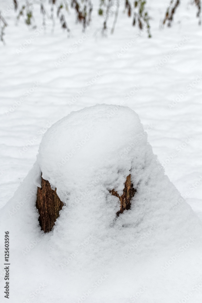 old tree stump covered with snow cap in winter Park