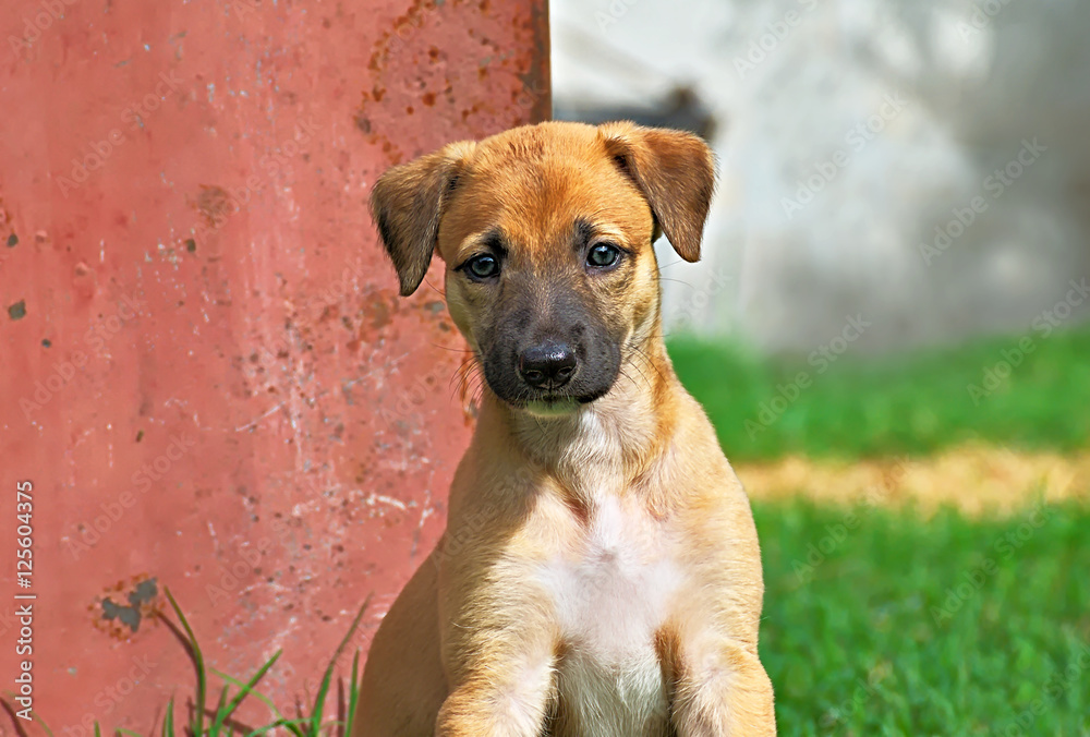Brown greyhound puppy sitting