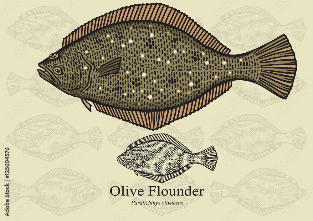Fototapeta premium Olive Flounder. Vector illustration for artwork in small sizes. Suitable for graphic and packaging design, educational examples, web, etc.