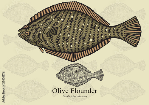 Obraz na plátne Olive Flounder