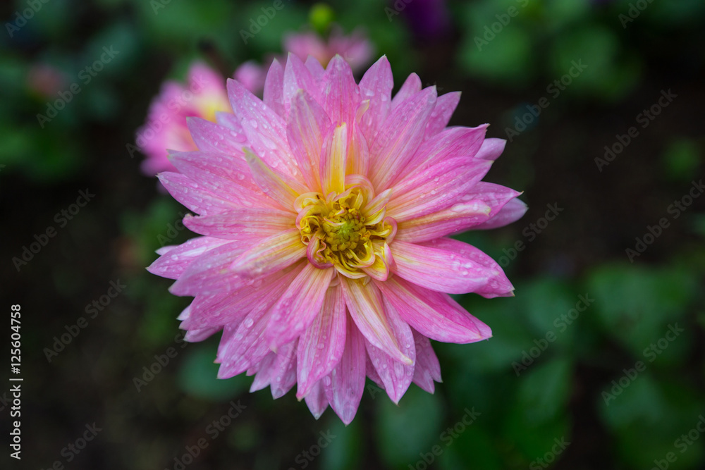 Fototapeta premium flower