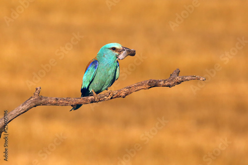The European roller (Coracias garrulus) sitting on the brach with mouse in its beak