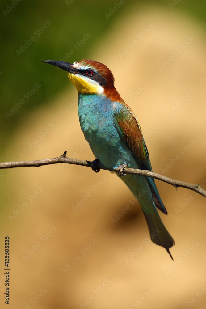 The European bee-eater (Merops apiaster) sitting at the branch The European bee-eater (Merops apiaster) sitting at the branch
