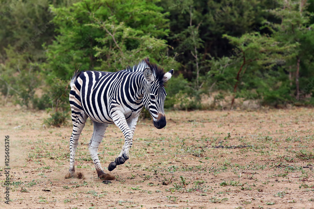 The plains zebra (Equus quagga, formerly Equus burchellii), also known as the common zebra, young zebra trotting