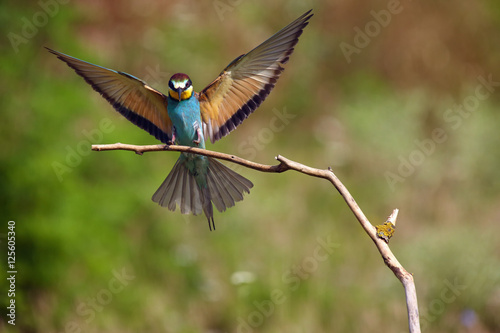 The European bee-eater (Merops apiaster) arrives at the branch © Karlos Lomsky