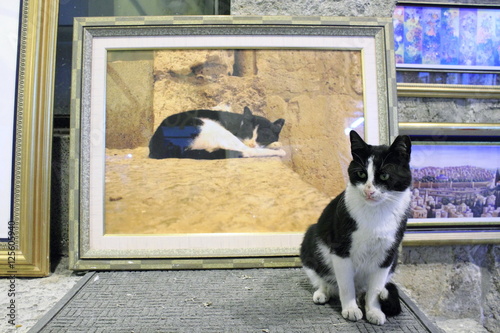 raffigurazione di gatto  photo