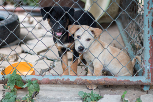 Puppy locked in the cage.