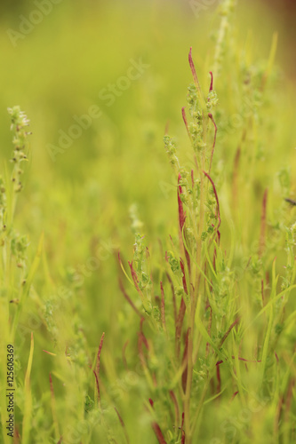 Close up of green Kochia or Bassia scoparia selective focus by m