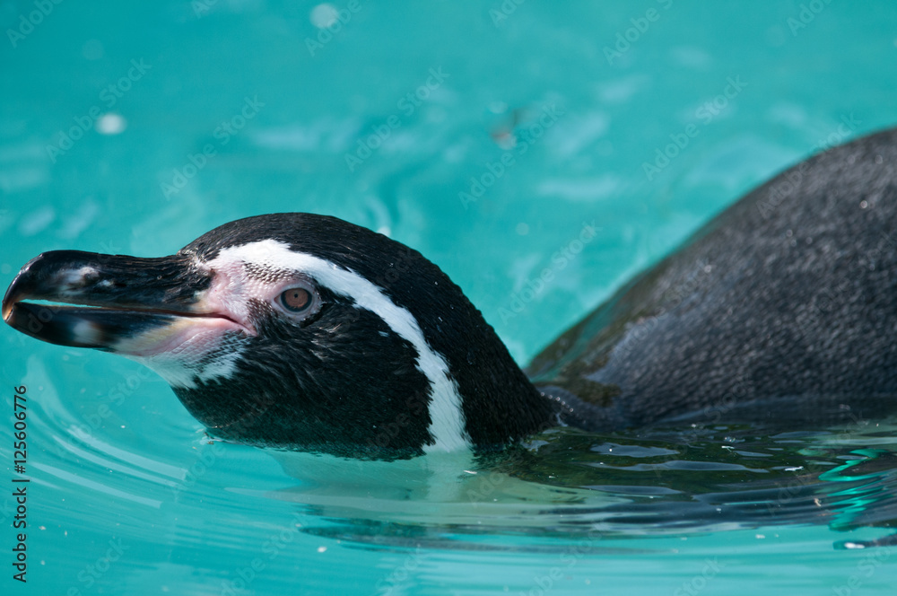 Naklejka premium フンボルトペンギン
