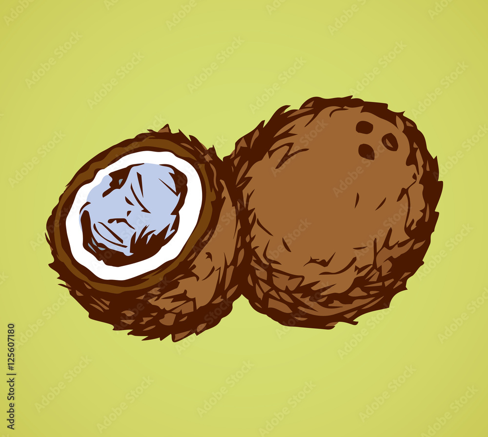 Coconut Vector drawing Stock Vector Adobe Stock