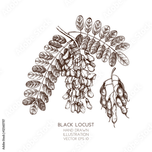 Vector illustration of false acacia tree - Robinia pseudoacacia on white background. Hand drawn Black Locust sketch.