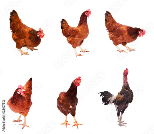  the six hens on a white background