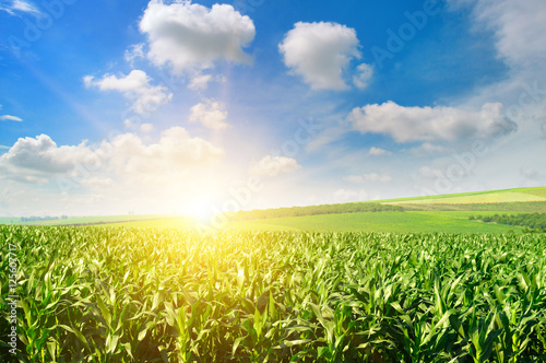 Green field with corn. Blue cloudy sky. Sunrise on the horizon.