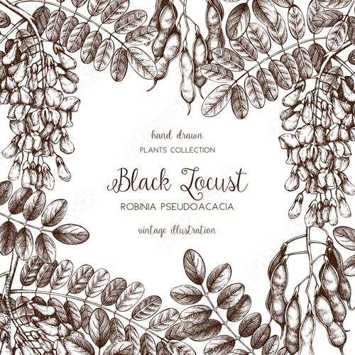 Vector card or invitation design with hand drawn Robinia flowers. Vintage frame with Black Locust sketch on white background. Floral wedding template. Save the Date.