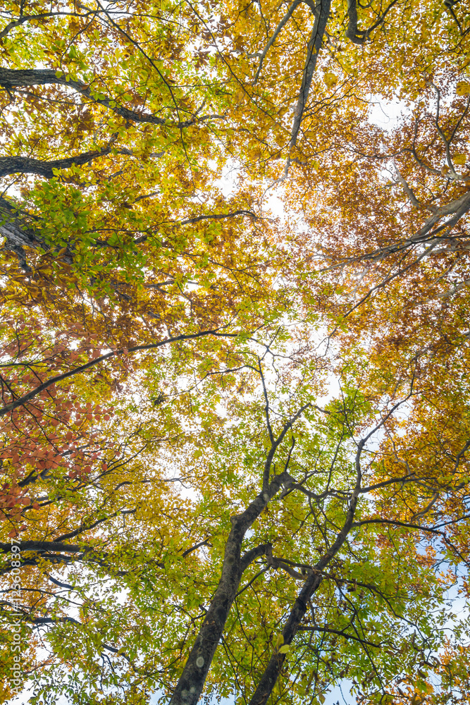 Uprisen view of Autumn Leaves tree branch Uprisen view of Autumn Leaves tree branch