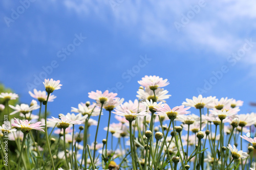 White daisy flowers in sunshine light with blue sky background.