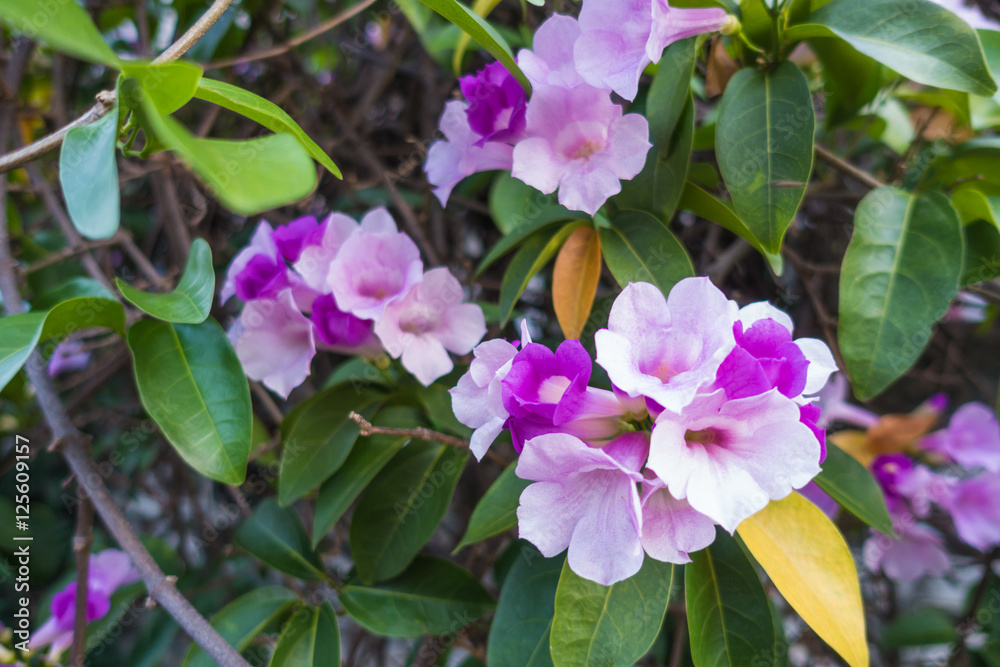 Garlic vine blooming on tree (Mansoa alliacea) Garlic vine blooming on tree (Mansoa alliacea)