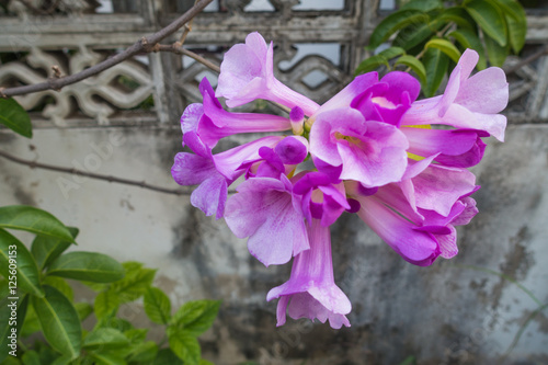 Garlic vine blooming on tree (Mansoa alliacea) photo