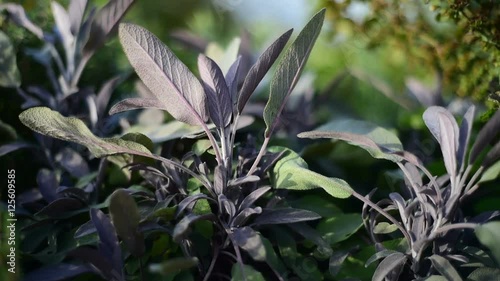 Medicinal herb - Salvia officinalis, sage
