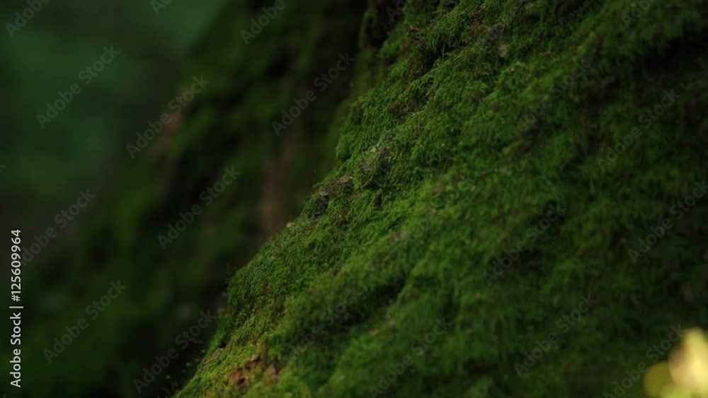 Slowly Moving Along The Trunk Of The Tree Overgrown With Moss