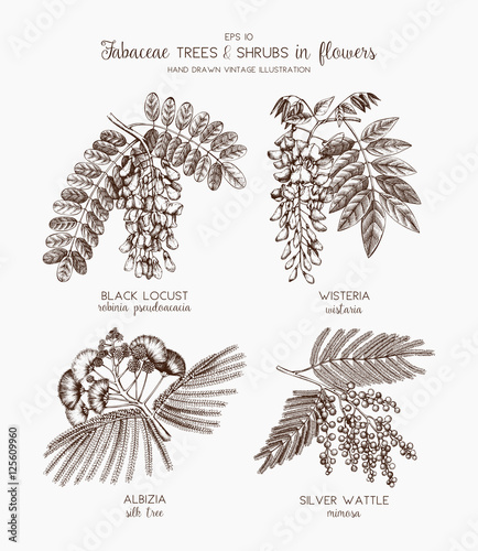 Vector collection of hand drawn Fabaceae plants in flowers. Vintage illustration on Wisteria, Silver wattle, Albizia, Black Locust with flowers, beans and leaves on white background. photo