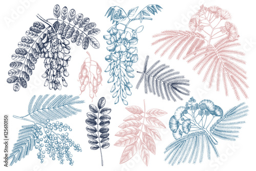 Vector collection of hand drawn Fabaceae plants in flowers. Vintage illustration on Wisteria, Silver wattle, Albizia, Black Locust with flowers, beans and leaves on white background.