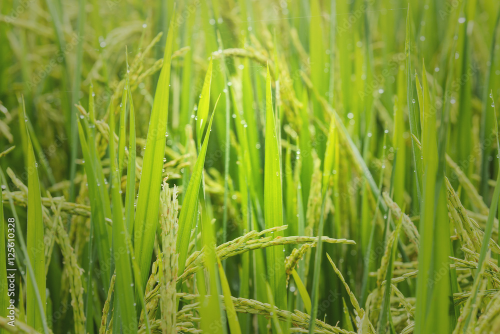 Close up of green paddy rice with the dew. Green ear of rice in the sun light. Close up of green paddy rice with the dew. Green ear of rice in the sun light.