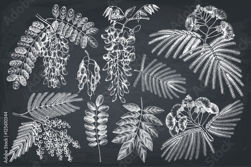 Vector collection of hand drawn Fabaceae plants in flowers. Vintage illustration on Wisteria, Silver wattle, Albizia, Black Locust with flowers, beans and leaves on chalkboard