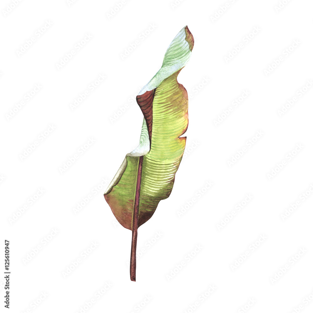 Obraz premium Tropical Hawaii leaves palm tree in a watercolor style isolated.