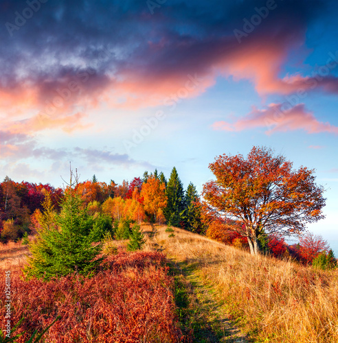 Colorful morning scene in Carpathians