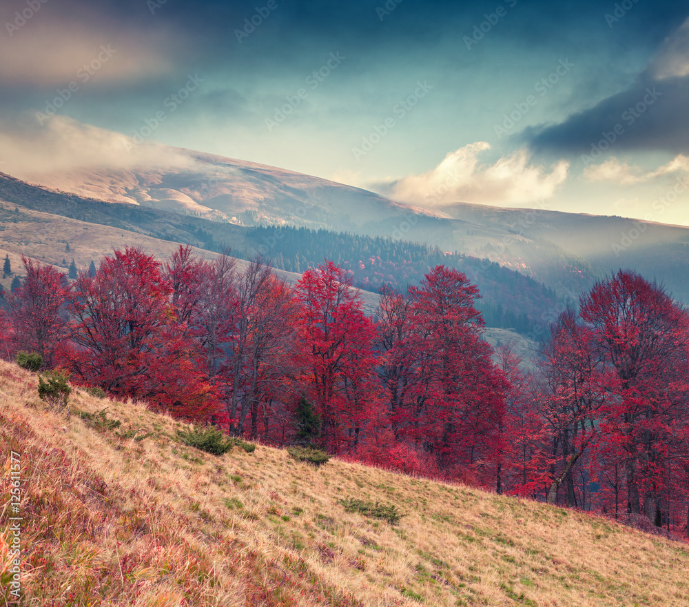 Colorful autumn scene on the Svydovets mountain range in Carpath