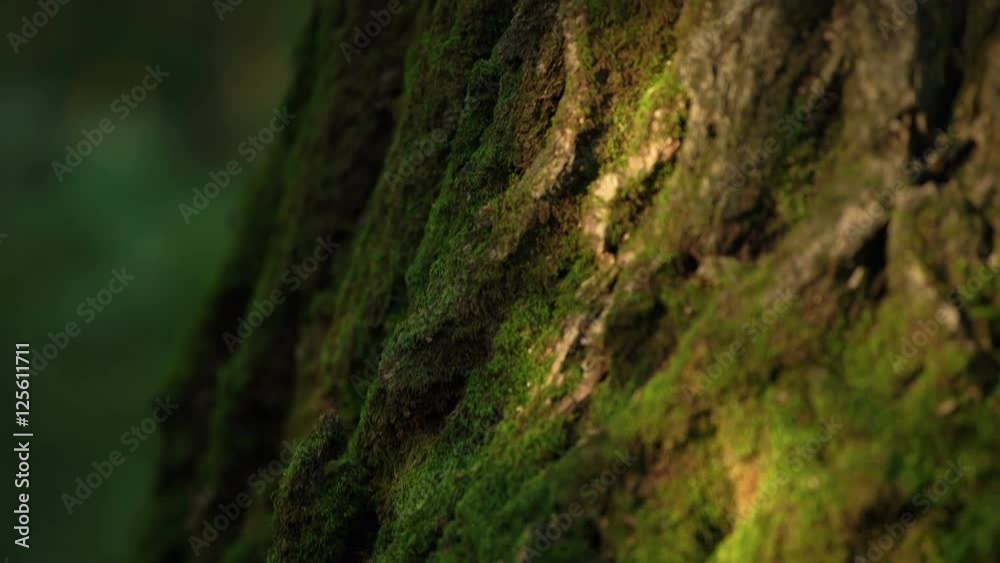 Slowly Moving Along The Trunk Of The Tree Overgrown With Moss Slowly Moving Along The Trunk Of The Tree Overgrown With Moss