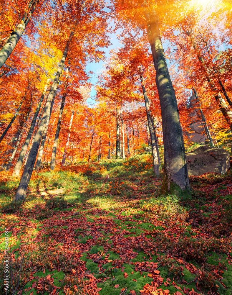 Beautiful view of the autumn forest.