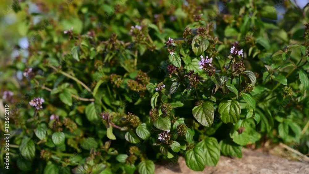 Medicinal herb - Mentha spicata, mint
Medicinal herb - Mentha spicata, mint