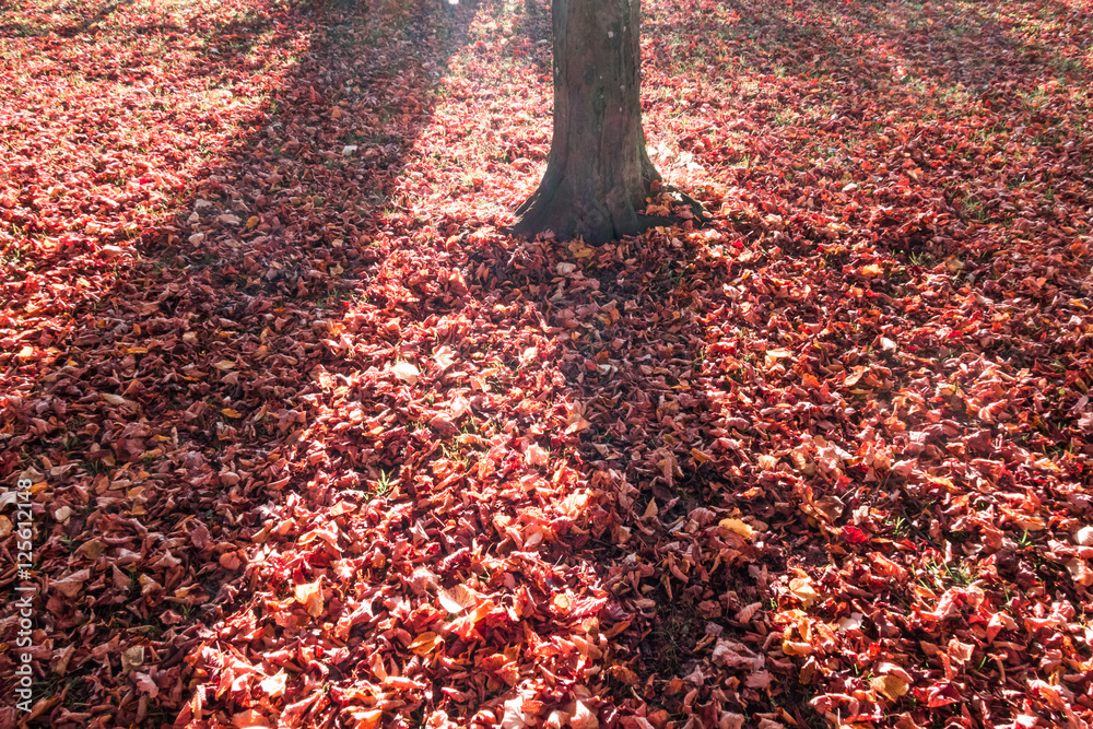Bäume und Laub im Herbst, rötlich
