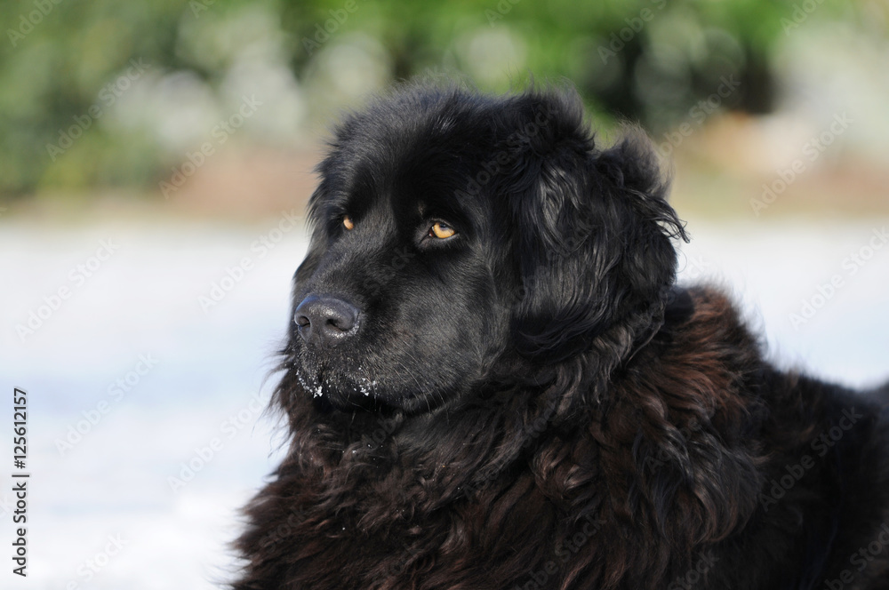 Fototapeta premium Newfoundland dog in the snow