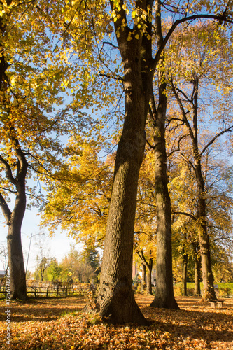 Bäume und Laub im Herbst