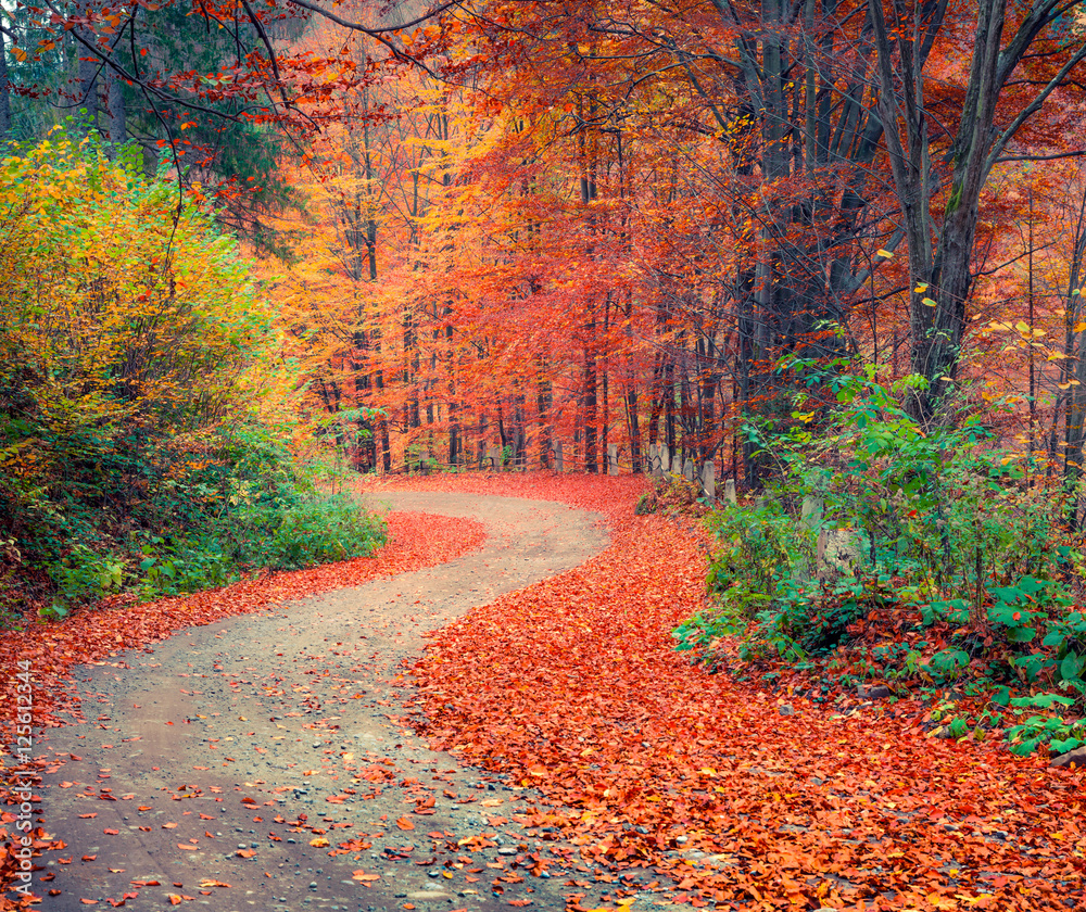Naklejka premium Colorful autumn csene in the mountain forest