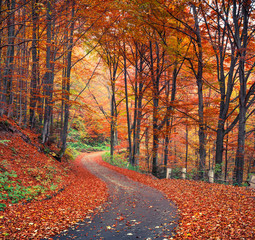 Colorful autumn scene in the mountain forest