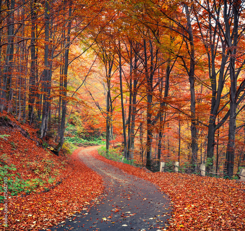 Colorful autumn scene in the mountain forest