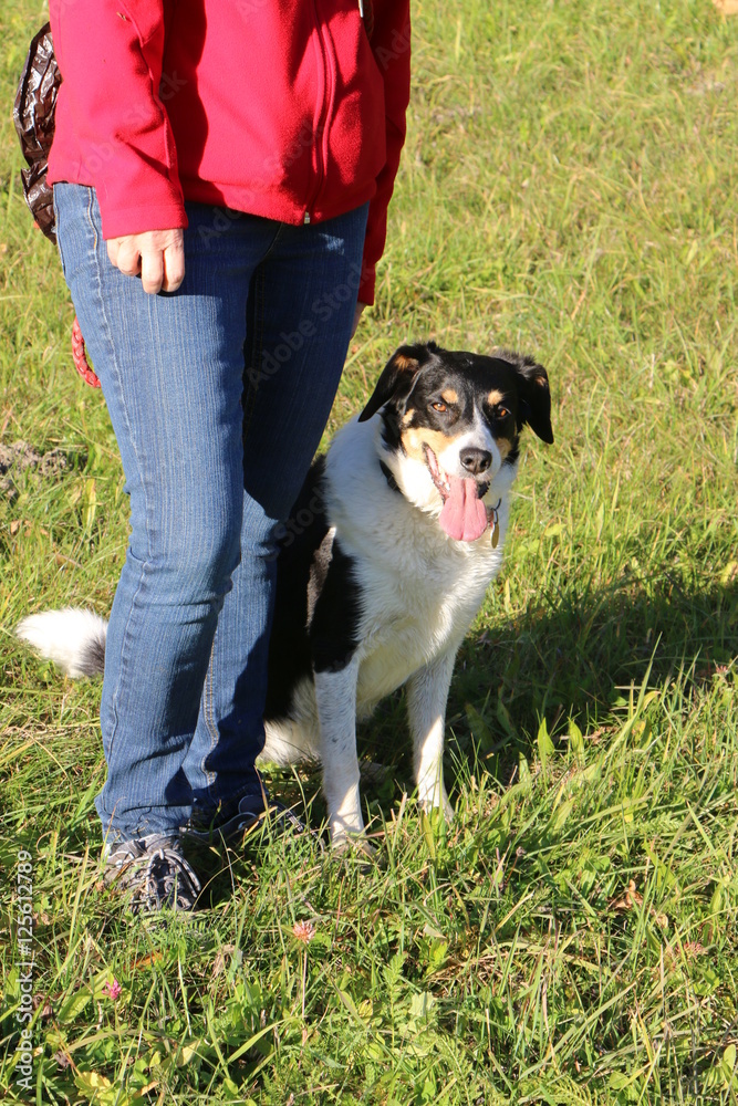 Dog Training, command "sit", Hundetraining, Kommando "Sitz" StockFoto