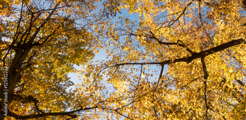 Buntes Blätterdach im Herbst, Breitbild