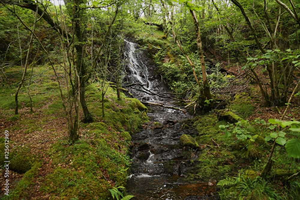 Obraz premium stream in wild mossy forest in Scotland